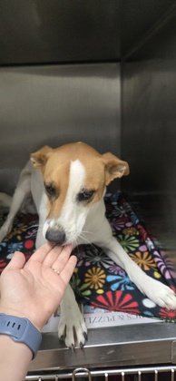Shelter Stray Female Dog last seen Near yosemite dr north, 70814, LA, 2550 Gourrier Ave, Baton Rouge, LA 70820, USA