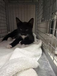 Shelter Stray Unknown Cat last seen Near spring grove dr, 70809, LA, 2550 Gourrier Ave, Baton Rouge, LA 70820, USA