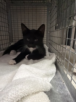 Shelter Stray Unknown Cat last seen Near spring grove dr, 70809, LA, 2550 Gourrier Ave, Baton Rouge, LA 70820, USA