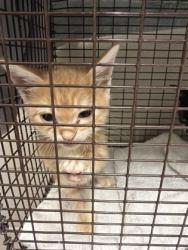 Shelter Stray Male Cat last seen Near Gourrier Ave, 70820, LA, 2550 Gourrier Ave, Baton Rouge, LA 70820, USA
