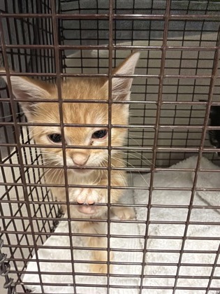 Shelter Stray Male Cat last seen Near Gourrier Ave, 70820, LA, 2550 Gourrier Ave, Baton Rouge, LA 70820, USA
