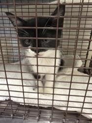 Shelter Stray Female Cat last seen Near Gourrier Ave, 70820, LA, 2550 Gourrier Ave, Baton Rouge, LA 70820, USA
