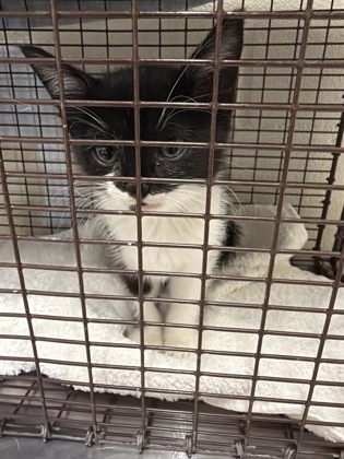 Shelter Stray Female Cat last seen Near Gourrier Ave, 70820, LA, 2550 Gourrier Ave, Baton Rouge, LA 70820, USA