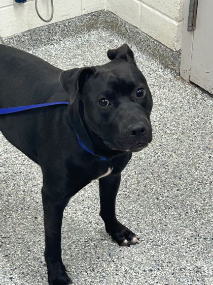 Shelter Stray Female Dog last seen Near Parrish Hill Ln, City of Knoxville ASO, TN, 3201 Division St, Knoxville, TN 37919, USA