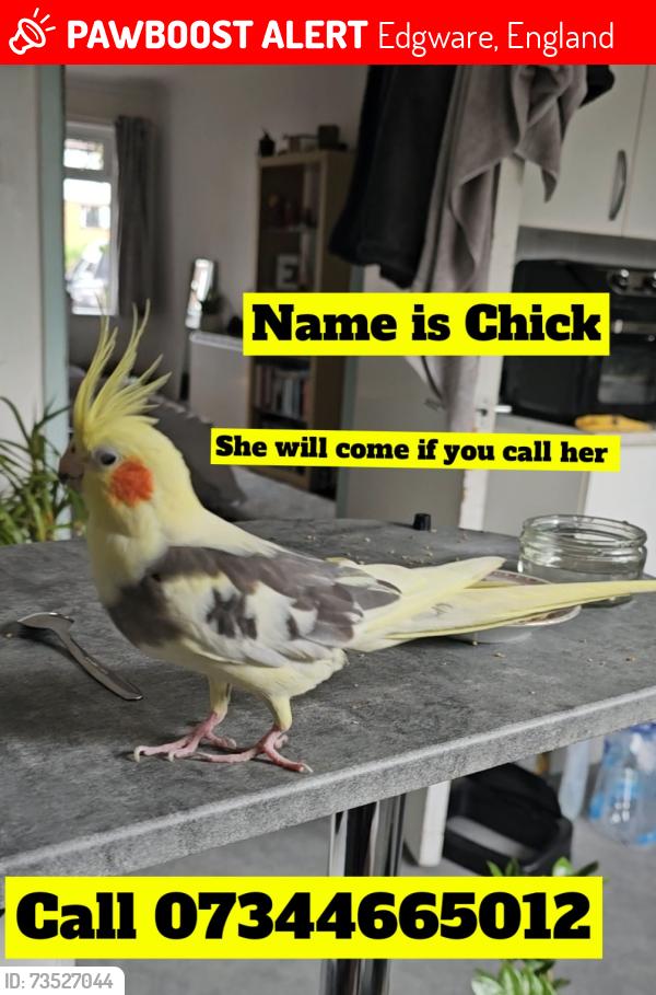 Lost Female Bird last seen Nomads Gym, Edgware, England 