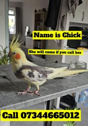 Lost Female Bird last seen Nomads Gym, Edgware, England 