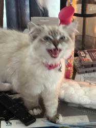 Reunited Female Cat last seen Pleasant St.and state street, Indianapolis, IN 46203