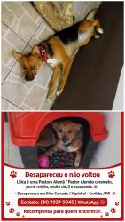 Lost Female Dog last seen Rua José Manoel Voluz 1590, Sítio Cercado, PR 
