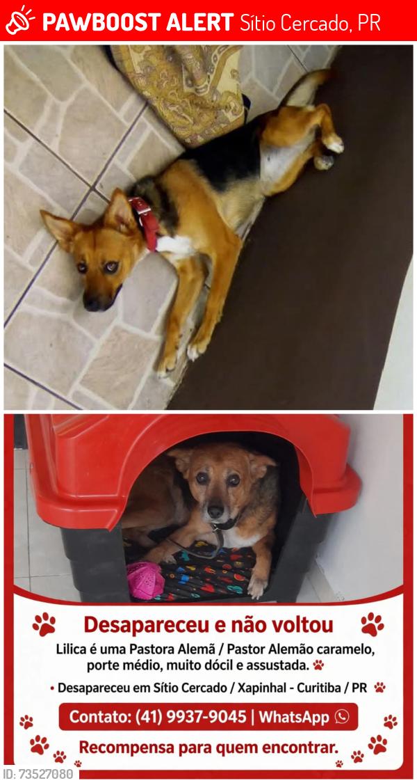 Lost Female Dog last seen Rua José Manoel Voluz 1590, Sítio Cercado, PR 