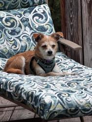 Reunited Female Dog last seen Williamsburg area, Reidsville, NC 27320