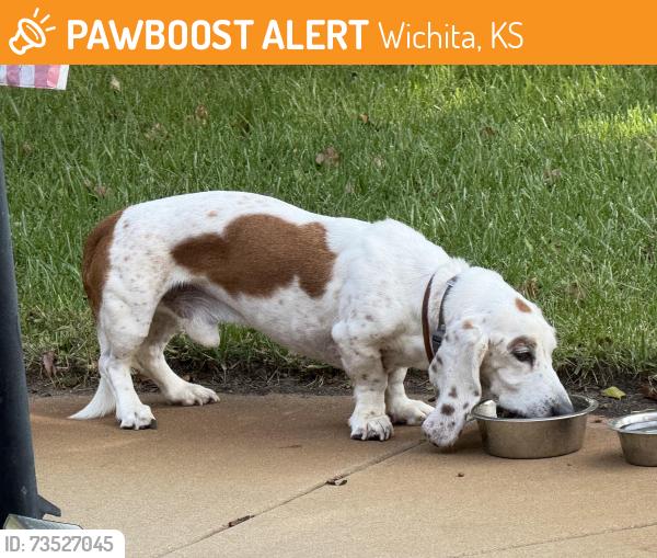 Found/Stray Male Dog last seen 119th, Wichita, KS 67209