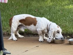 Found/Stray Male Dog last seen 119th, Wichita, KS 67209