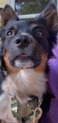 Reunited Male Dog last seen Riverwatch parkway, Martinez, GA 30907