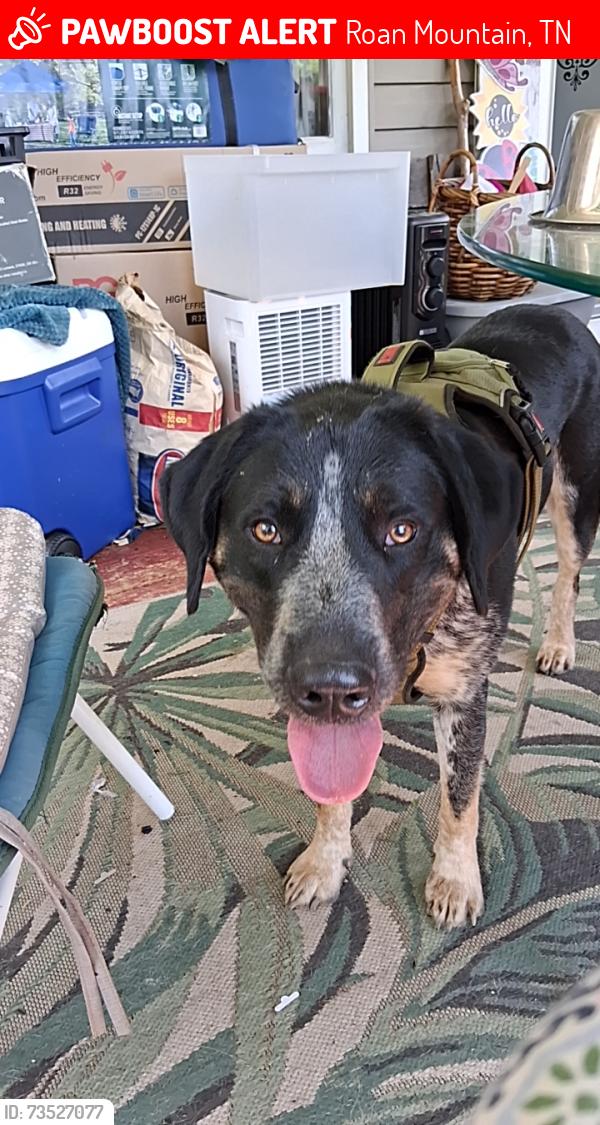 Lost Male Dog last seen Near tiger Creek Rd, Roan Mountain, TN 37687