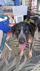 Lost Male Dog last seen Near tiger Creek Rd, Roan Mountain, TN 37687