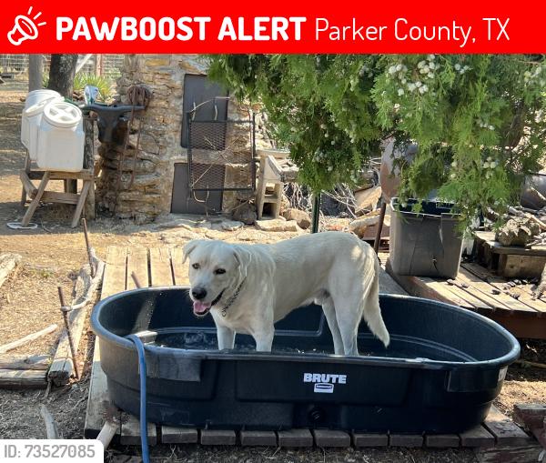 Lost Male Dog last seen Veal station and Tucker drive, Parker County, TX 76085