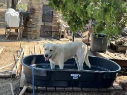 Lost Male Dog last seen Veal station and Tucker drive, Parker County, TX 76085