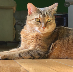 Lost Female Cat last seen Near Lindside way, Springfield, VA 22153