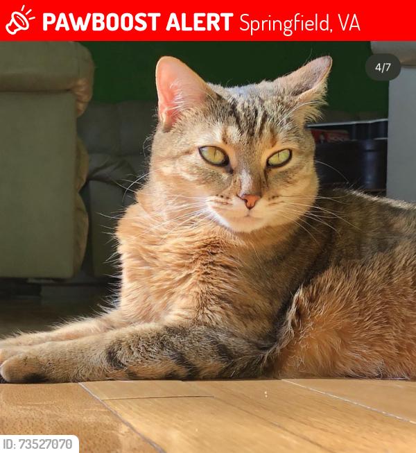 Lost Female Cat last seen Near Lindside way, Springfield, VA 22153