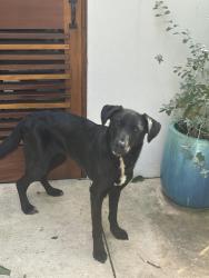 Found/Stray Female Dog last seen Contour and hillside, Olmos Park, TX 78212
