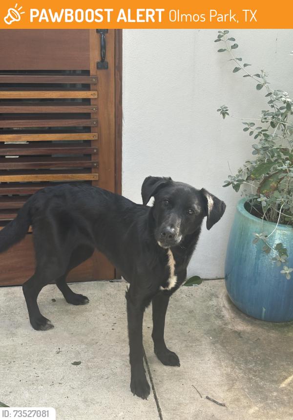 Found/Stray Female Dog last seen Contour and hillside, Olmos Park, TX 78212