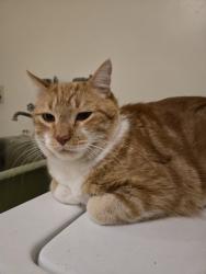 Reunited Unknown Cat last seen Victoria st. and Lovell Ave, Roseville, MN 55113