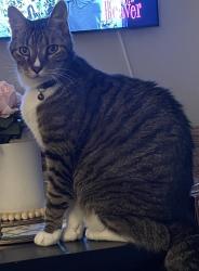 Lost Male Cat last seen Linton and Sims, Delray Beach, FL 33484