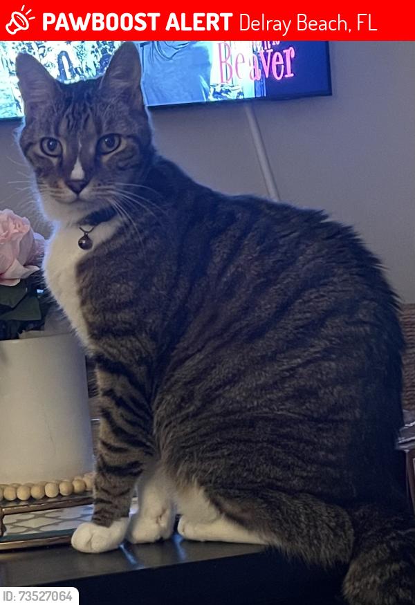 Lost Male Cat last seen Linton and Sims, Delray Beach, FL 33484
