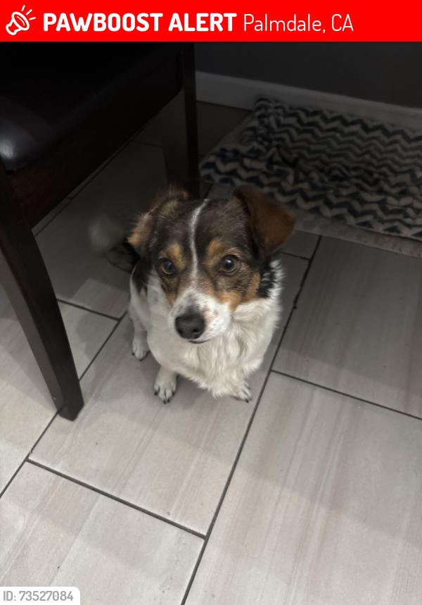 Lost Male Dog last seen 30th and R-4, Palmdale, CA 93552