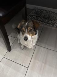 Lost Male Dog last seen 30th and R-4, Palmdale, CA 93552