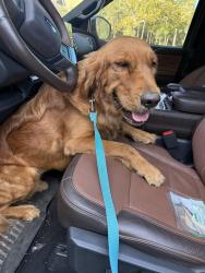 Lost Female Dog last seen Near graystone rd, Longview, TX 75605