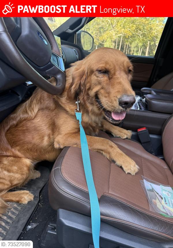 Lost Female Dog last seen Near graystone rd, Longview, TX 75605