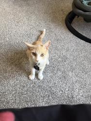 Lost Male Cat last seen Discovery park, Henderson, NV 89012
