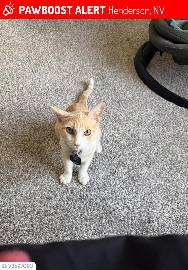 Lost Male Cat last seen Discovery park, Henderson, NV 89012