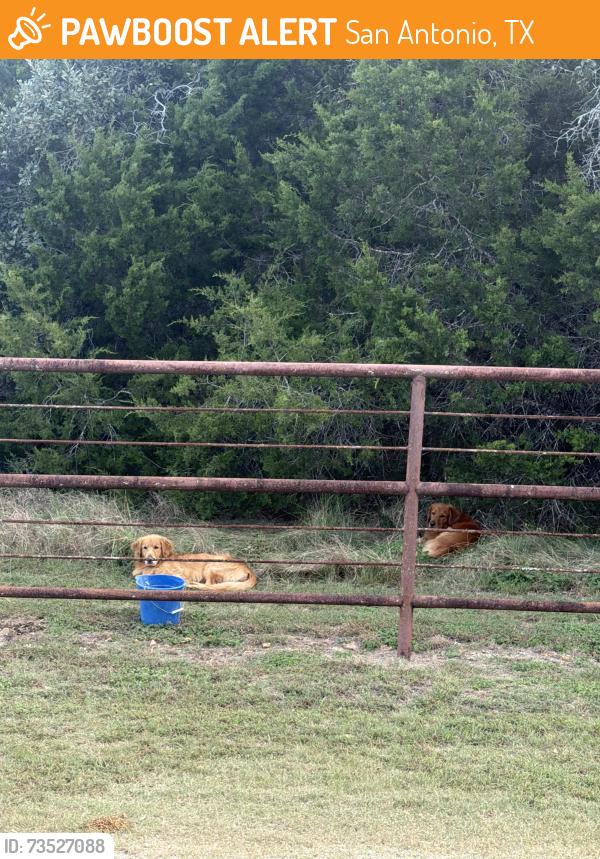 Found/Stray Male Dog last seen Hanging Oak and Rattler pass, San Antonio, TX 78266