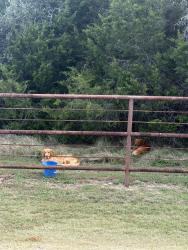 Found/Stray Male Dog last seen Hanging Oak and Rattler pass, San Antonio, TX 78266