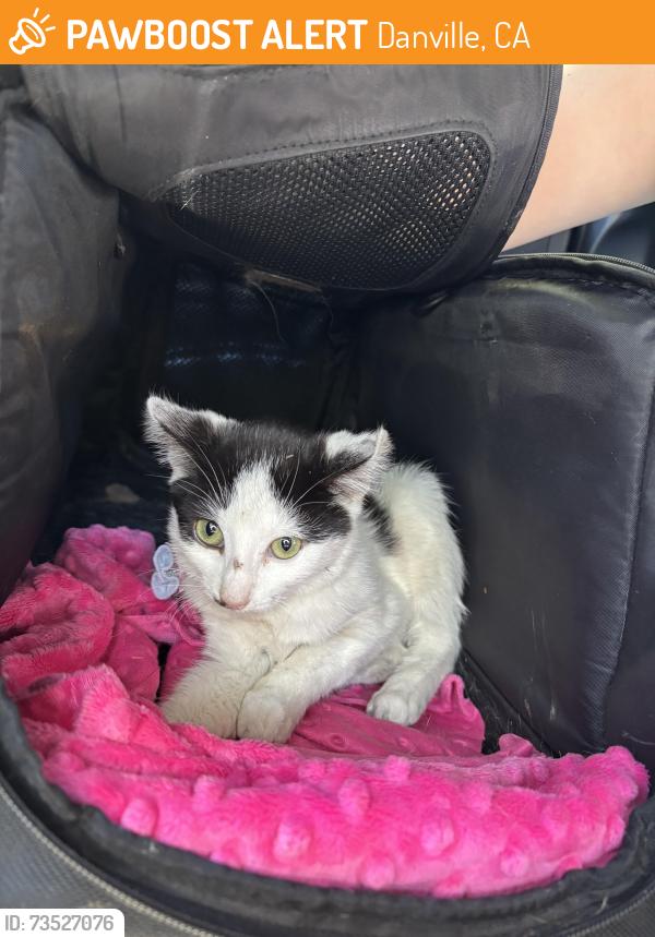 Found/Stray Female Cat last seen Crow Canyon & Camino Tassajara, Danville, CA 94506
