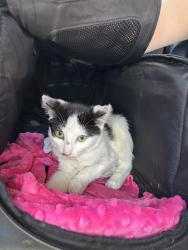 Found/Stray Female Cat last seen Crow Canyon & Camino Tassajara, Danville, CA 94506