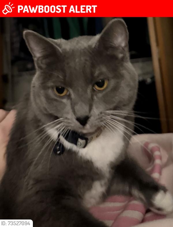 Lost Female Cat last seen South Point Elementary, East Grand Forks, MN 56721