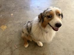 Reunited Female Dog last seen York and Grace Aiken 29801, Aiken, SC 29801