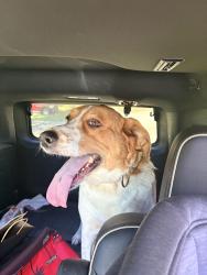 Reunited Female Dog last seen Near and Wildwood, Wildwood, TN 37804