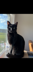 Lost Male Cat last seen Not sure when he got out. Sometime last night from Rapala Ln in Pickerington OH, Pickerington, OH 43147