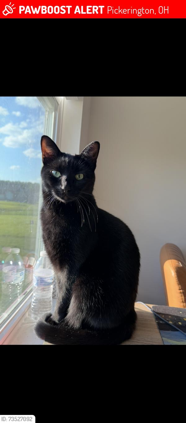 Lost Male Cat last seen Not sure when he got out. Sometime last night from Rapala Ln in Pickerington OH, Pickerington, OH 43147