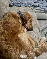 Reunited Male Dog last seen E 25th St & N Mitthoefer Rd, Indianapolis, IN 46229, USA, Indianapolis, IN 46229
