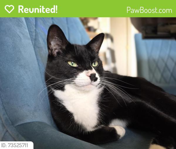 Reunited Male Cat last seen Stewart Dr. and Ballentine Ct., Hutto, TX 78634