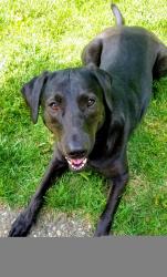 Reunited Female Dog last seen Manchester Road, St. Louis, MO 63119