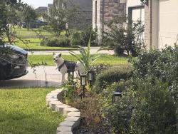 Found/Stray Male Dog last seen North Chester Dr and Moonlit shore Dr Katy Tx 77493, Katy, TX 77493