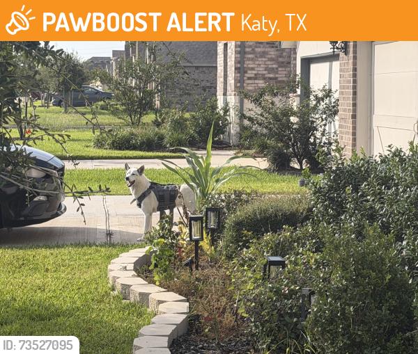 Found/Stray Male Dog last seen North Chester Dr and Moonlit shore Dr Katy Tx 77493, Katy, TX 77493
