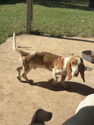 Found/Stray Unknown Dog last seen Grissom , Timberhill, San Antonio, TX 78238