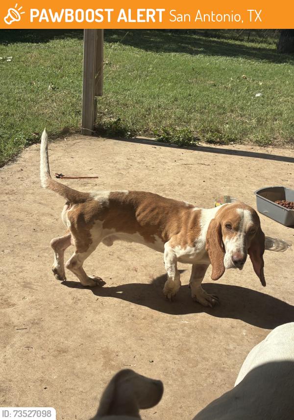 Found/Stray Unknown Dog last seen Grissom , Timberhill, San Antonio, TX 78238